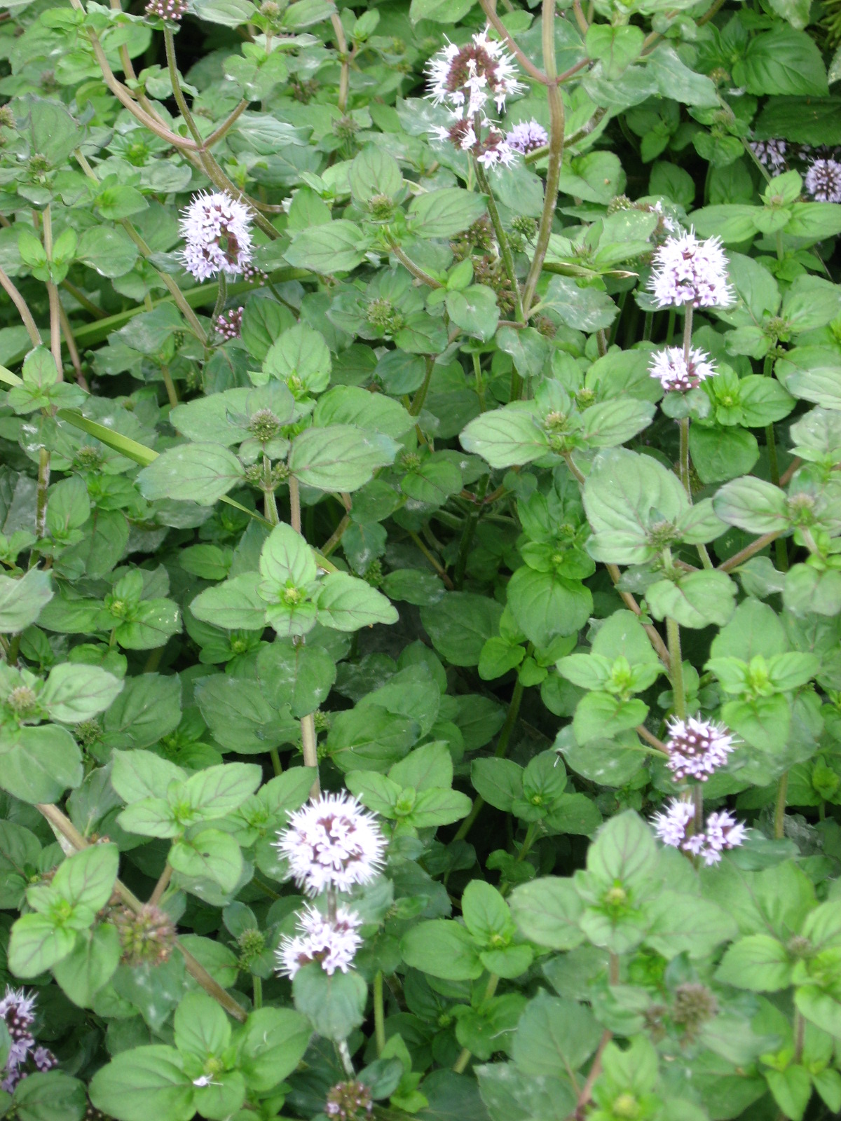 water mint